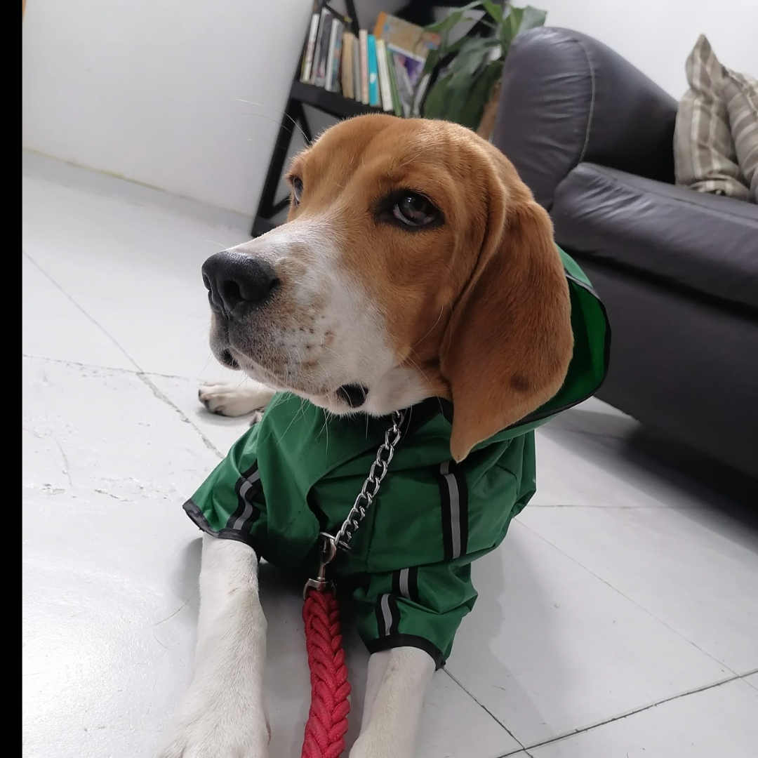 Conoce a Bruno