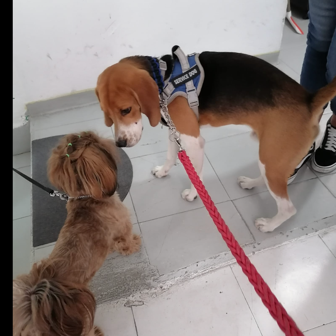 Bruno perro de apoyo