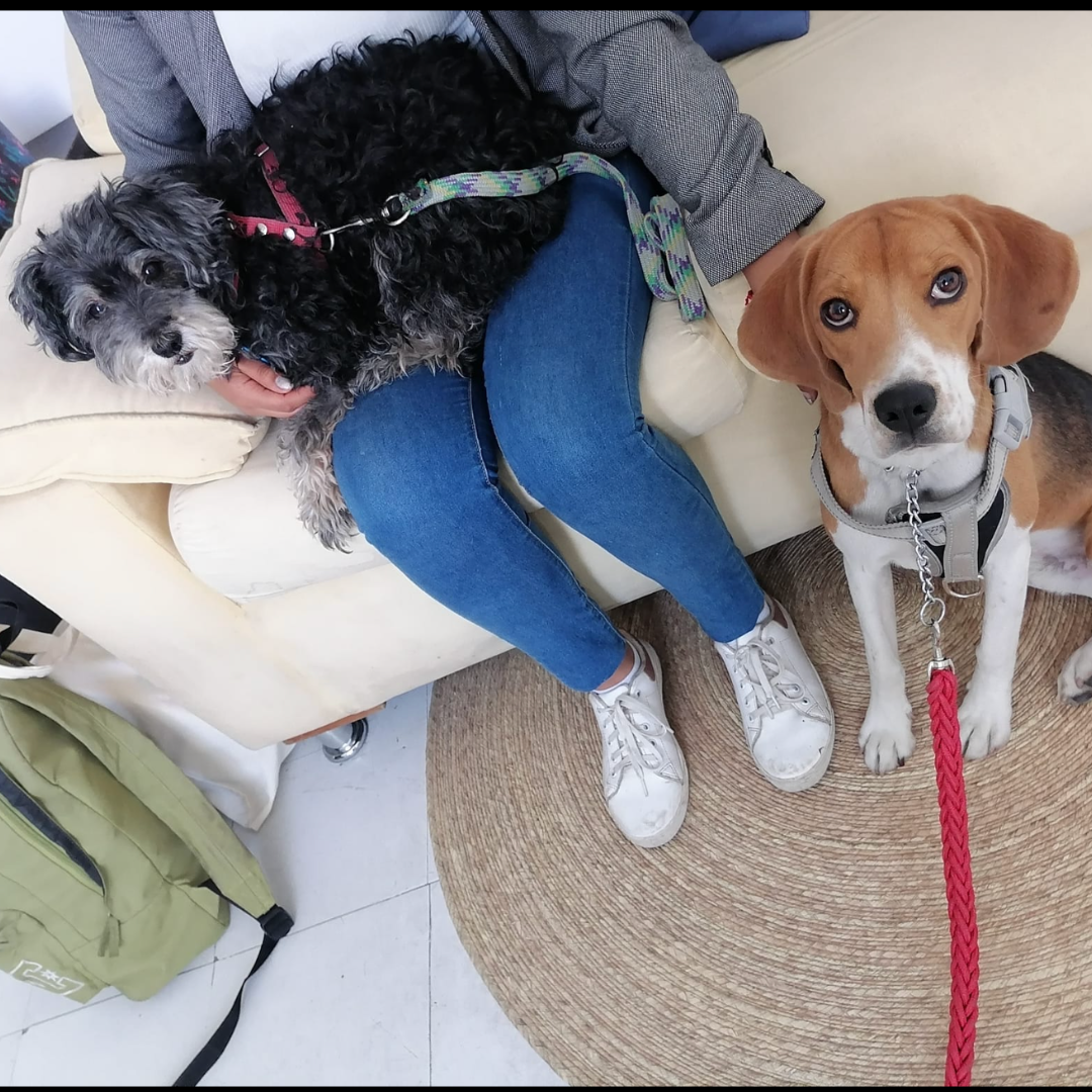 Bruno en consultorio