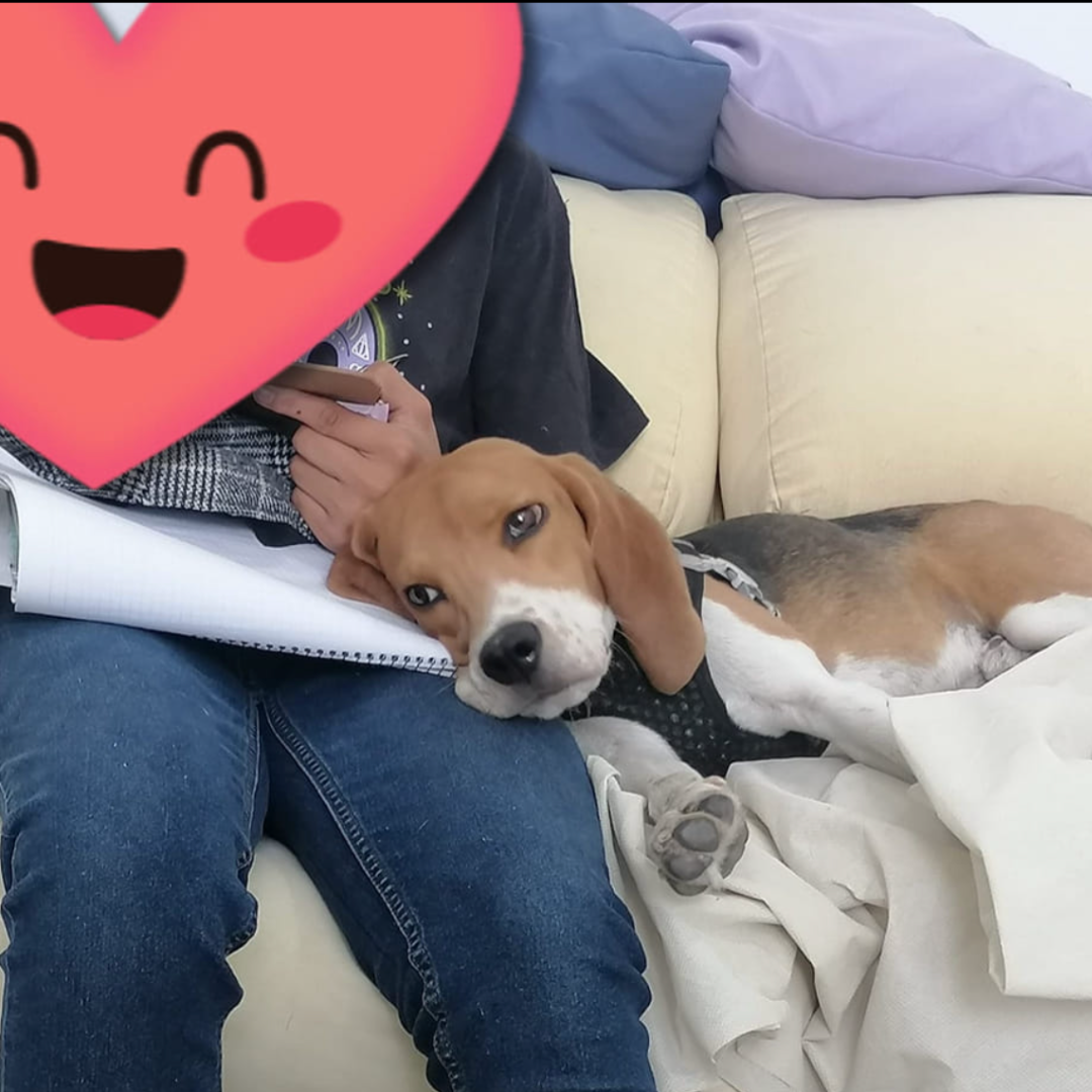 Bruno acompañando sesión